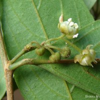 Hydnocarpus venenatus Gaertn.